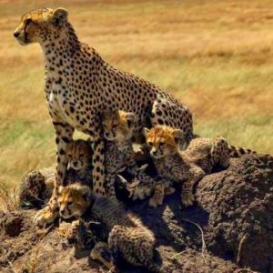 4 Days Tanzania Safari