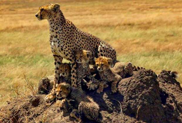 4 Days Tanzania Safari