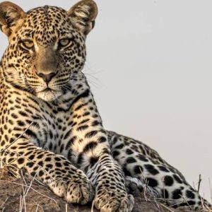 leopard at the serengeti national park