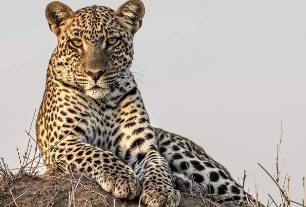 leopard at the serengeti national park
