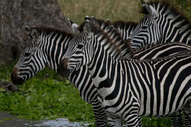 3 Days Tanzania mid-range safari